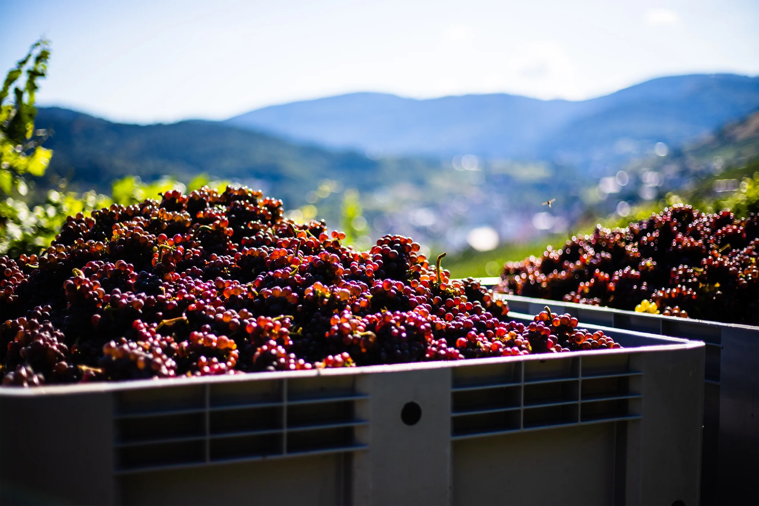 Frisch geerntete Weintrauben werden in Kisten gelegt.